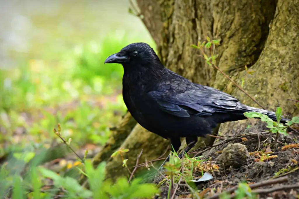 are-crows-protected-birds-is-it-against-the-law-to-kill-crows